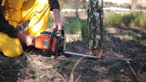 Trusted Wellington, KS Tree Services Experts